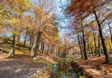 羅東運動公園 東丘 落羽松