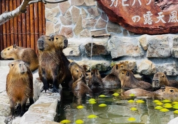 張美阿嬤農場